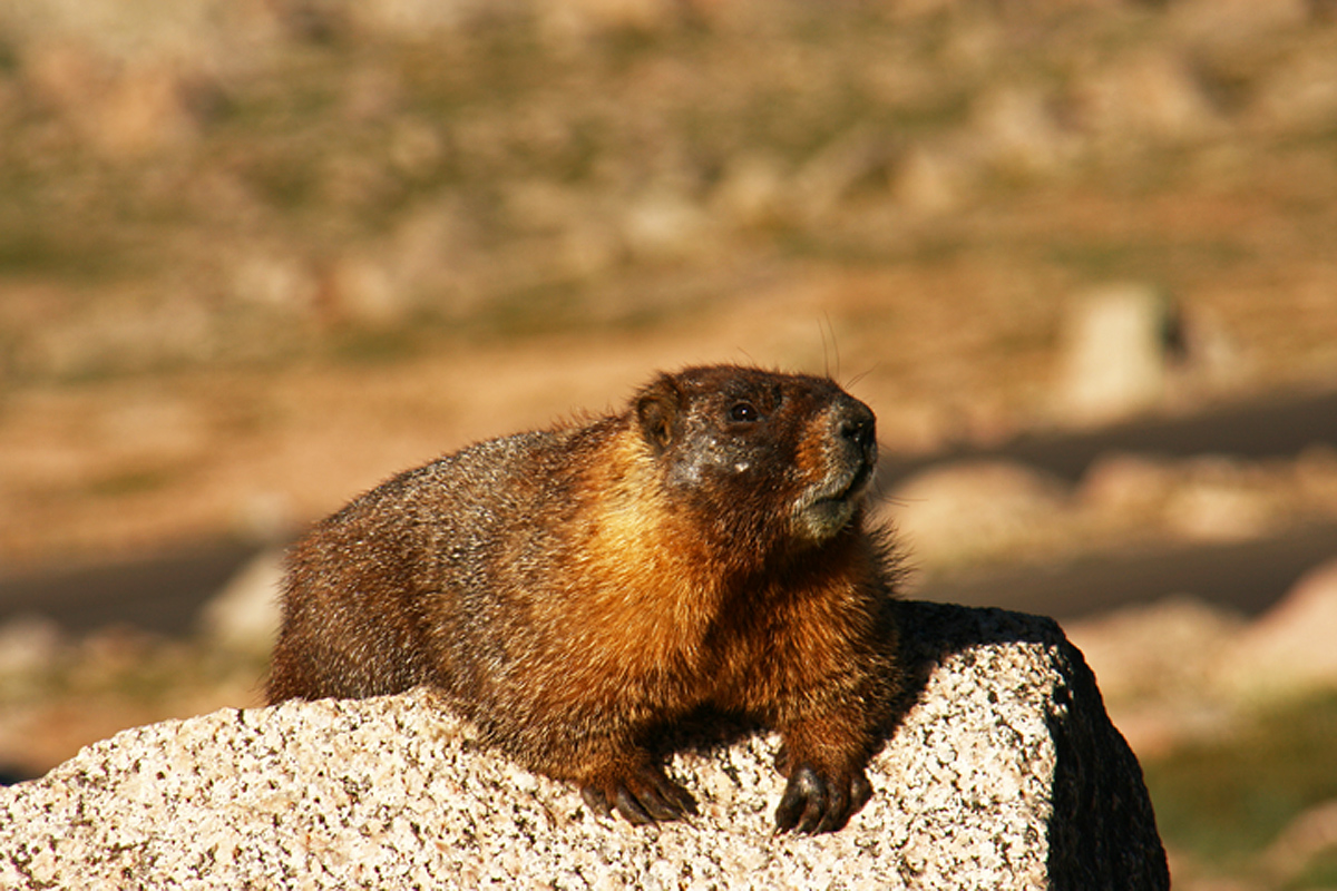 High Country marmot WC 