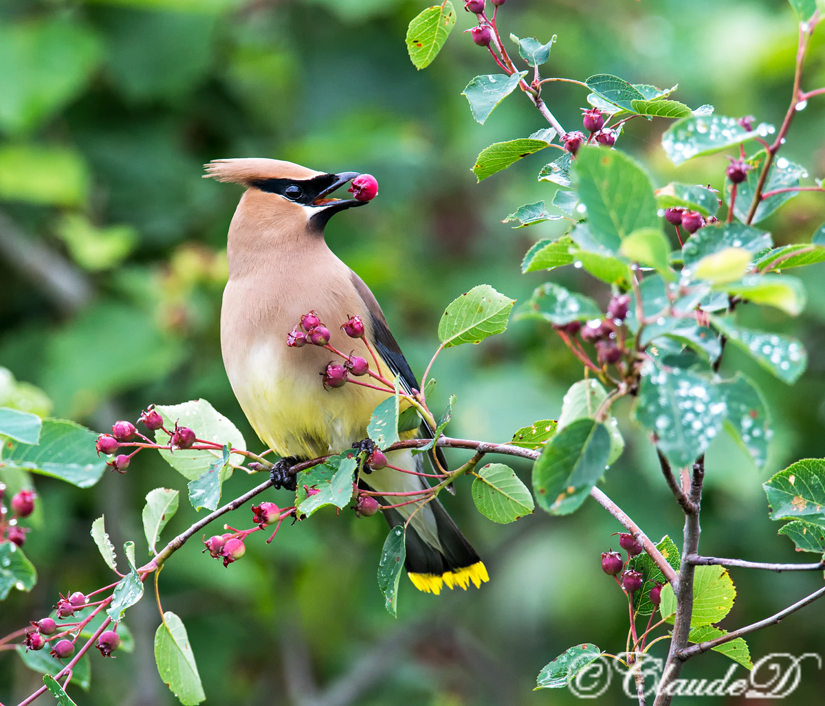 Cedar Waxwing