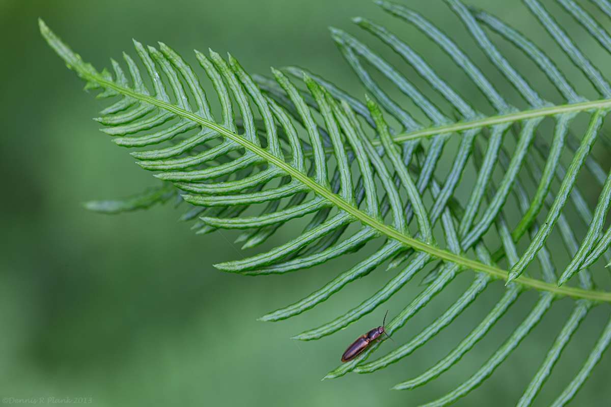 Deer Fern