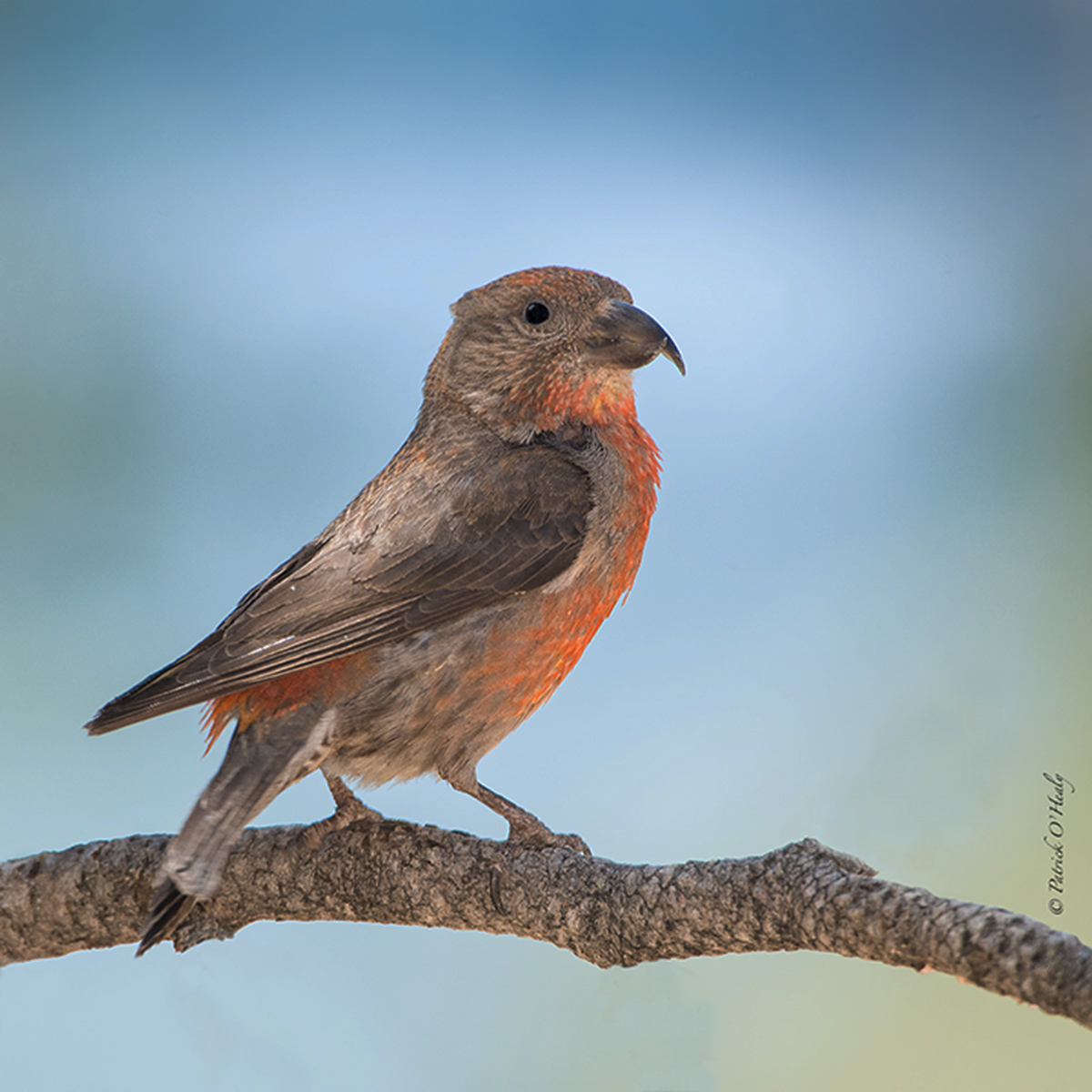 Red Crossbill