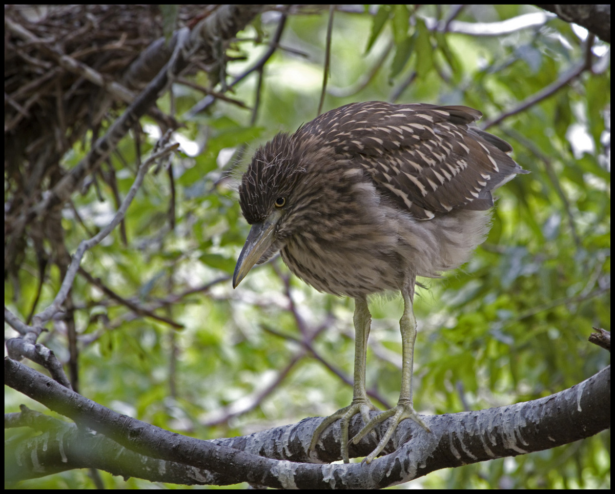 Juvenile BCNH