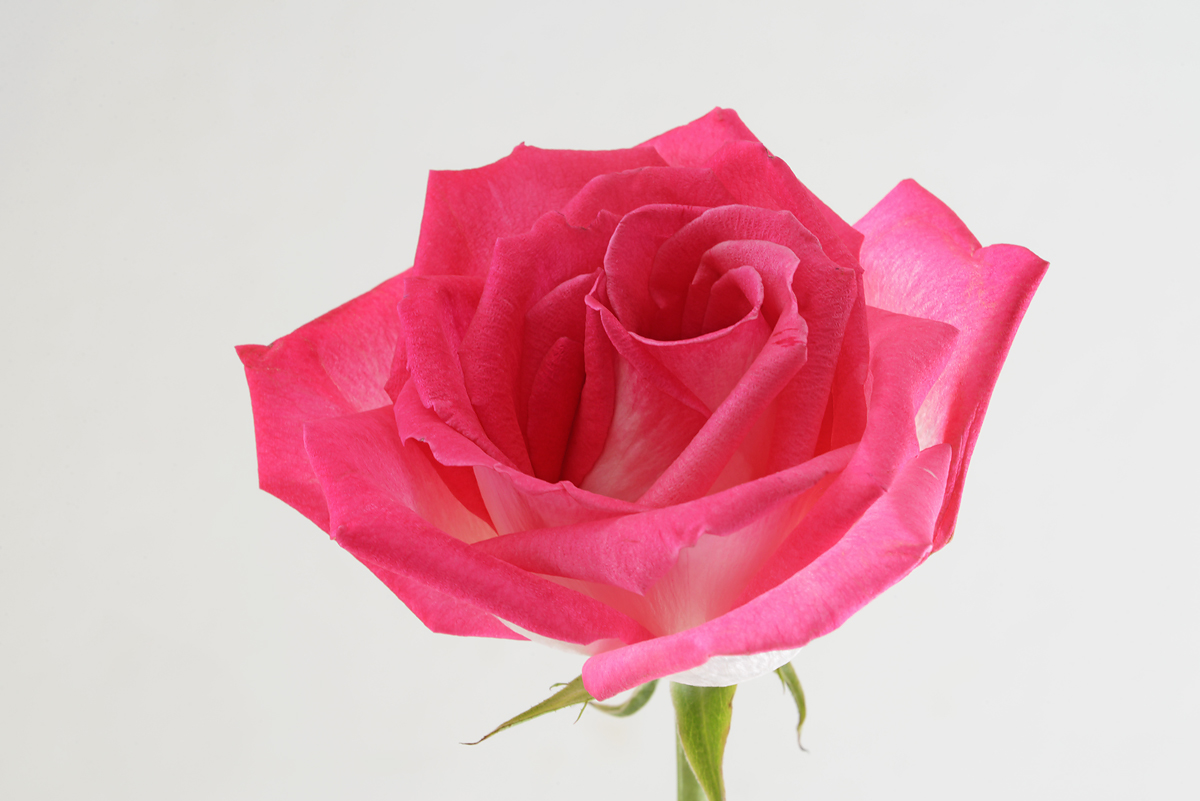 Mother's  day  Rose