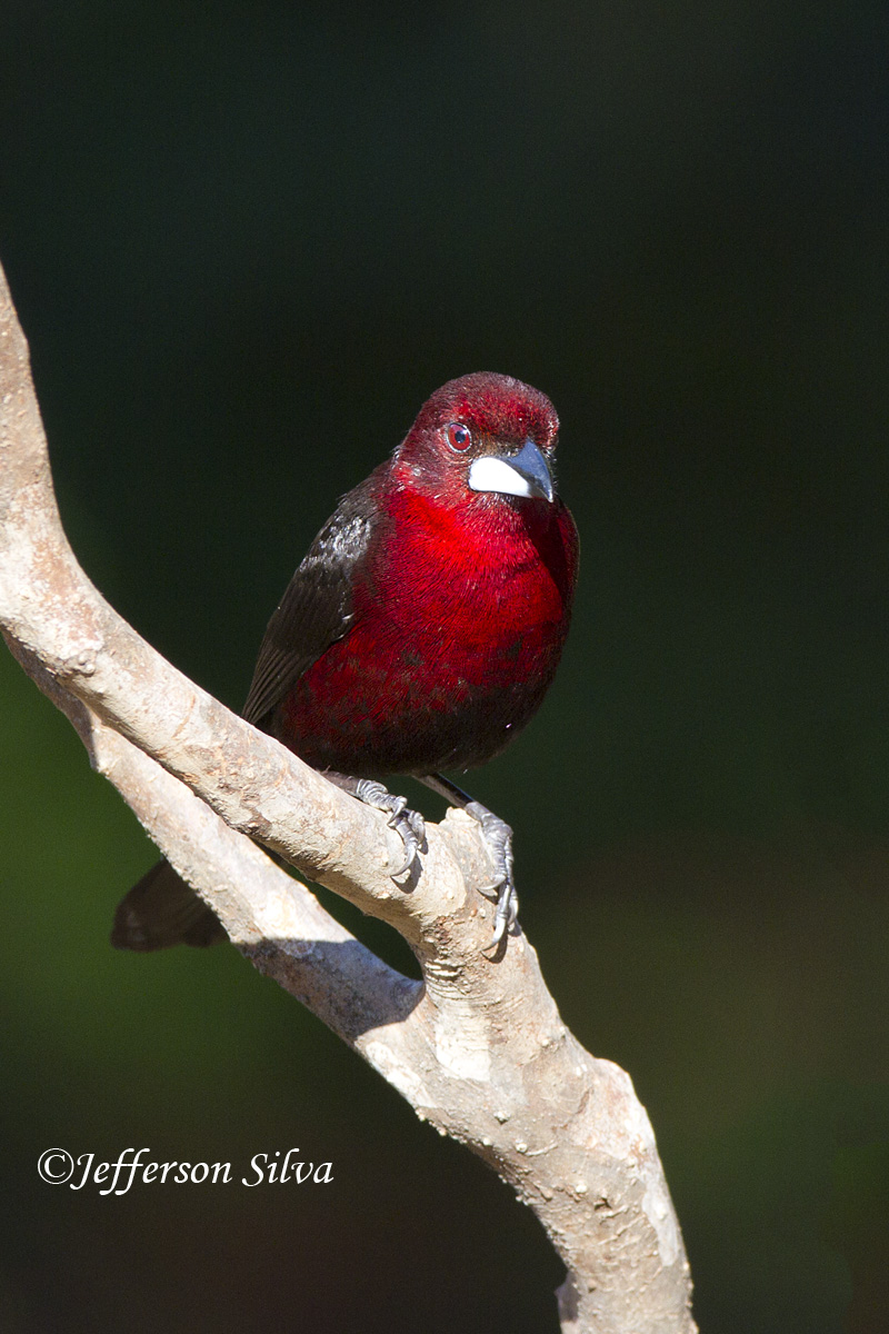 Silver-beaked Tanager