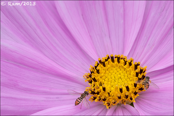 Pink Cosmos 