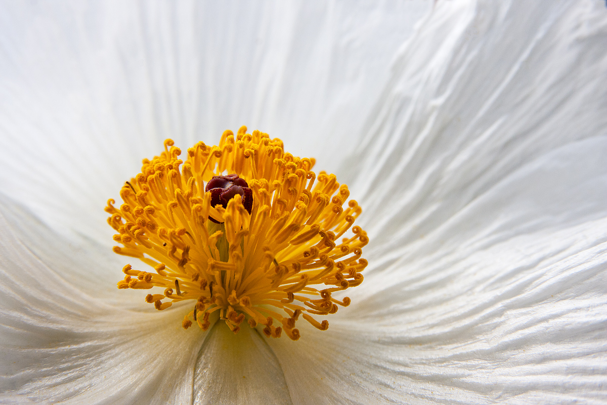 Bluesteem Prickly Poppy