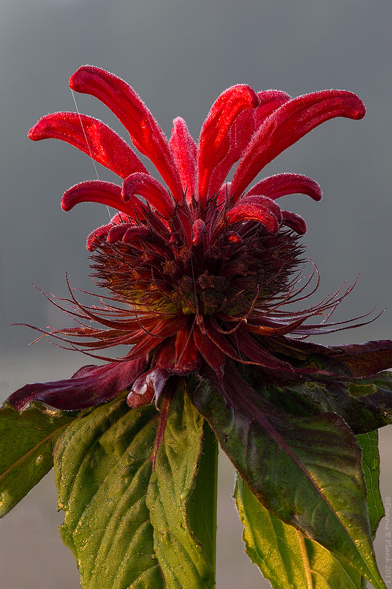 Bee Balm