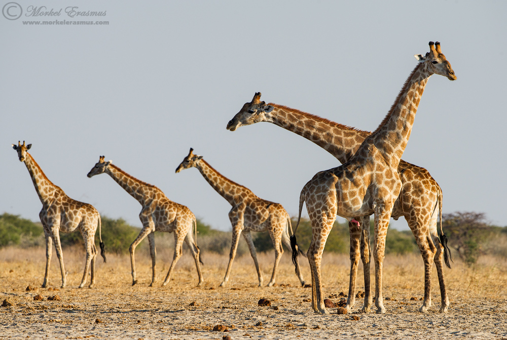Just some Giraffes