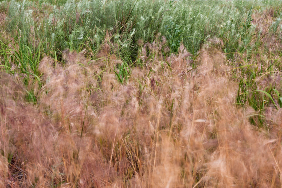 Wind in the Grass