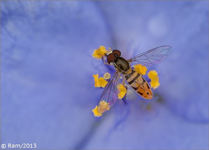 Hoverfly on Spiderwort