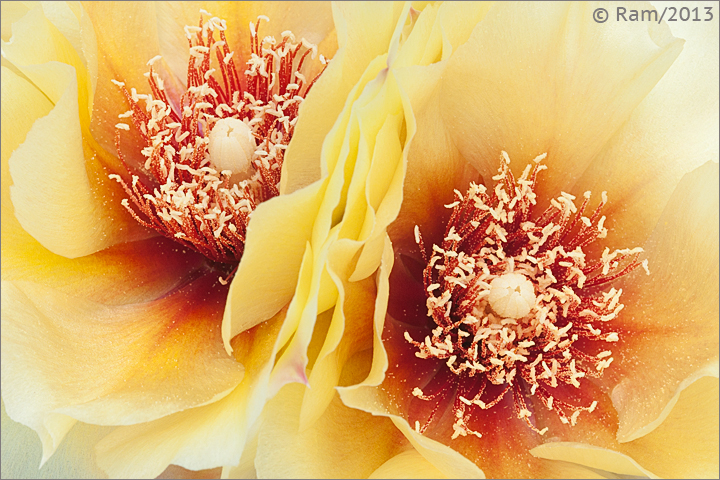 Cactus Flower