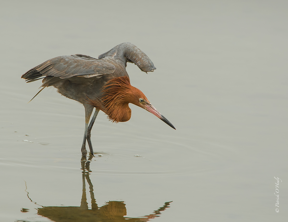 Reddish Egret