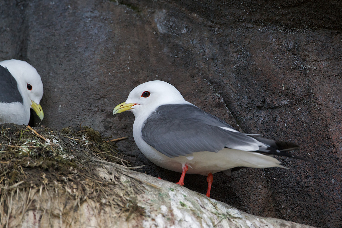 Red-legged Kittiwake (c)