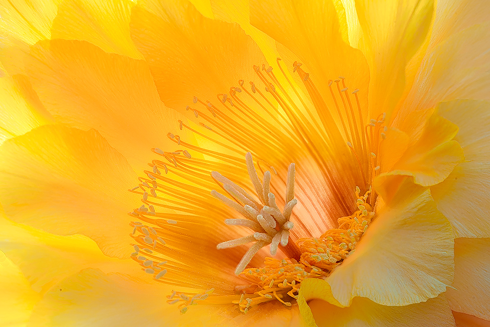 Echinopsis at dawn