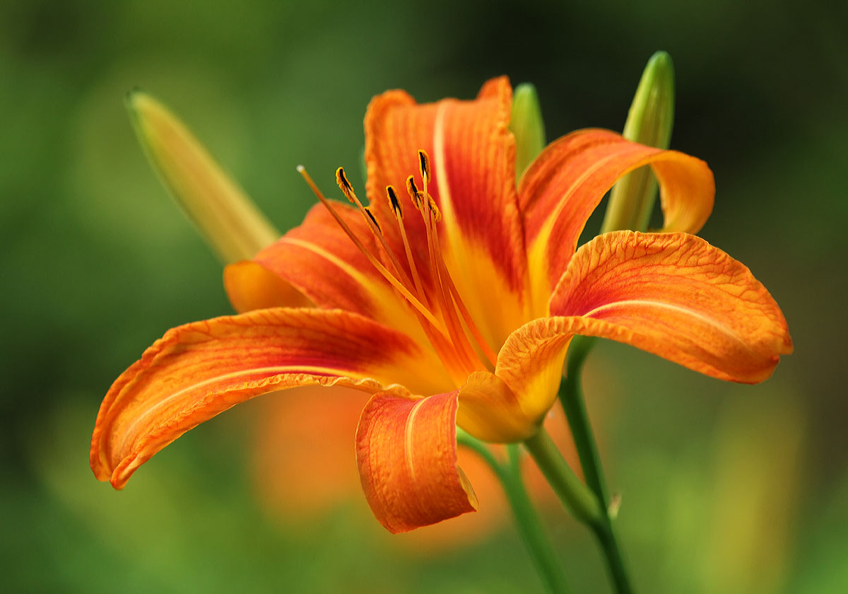 Wild Daylily