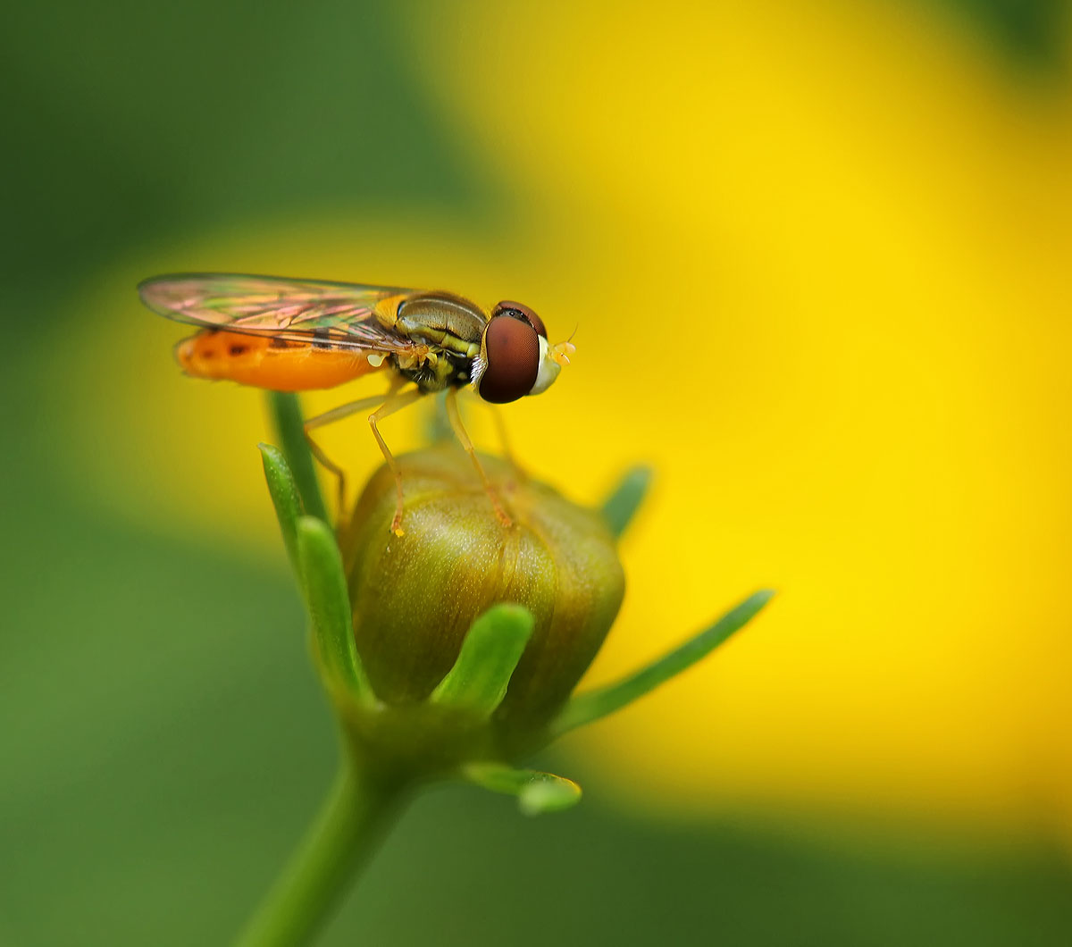 Hoverfly on Coreopsis