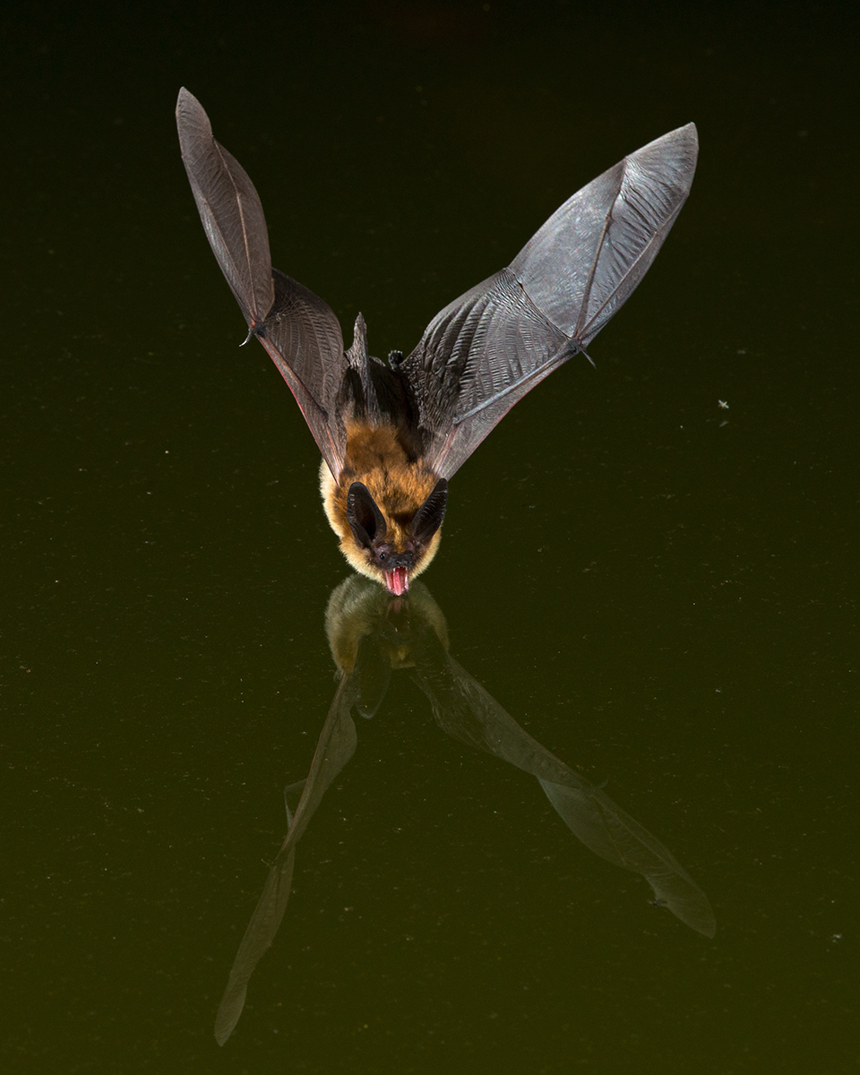 Long-eared Myotis