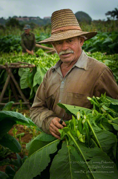 Harvesting Cuban Tobacco