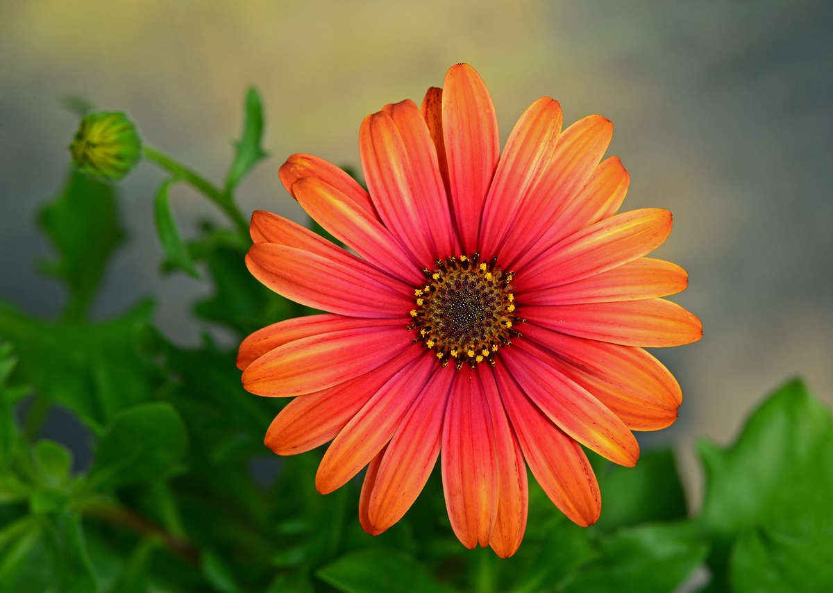  Apricot   Dream