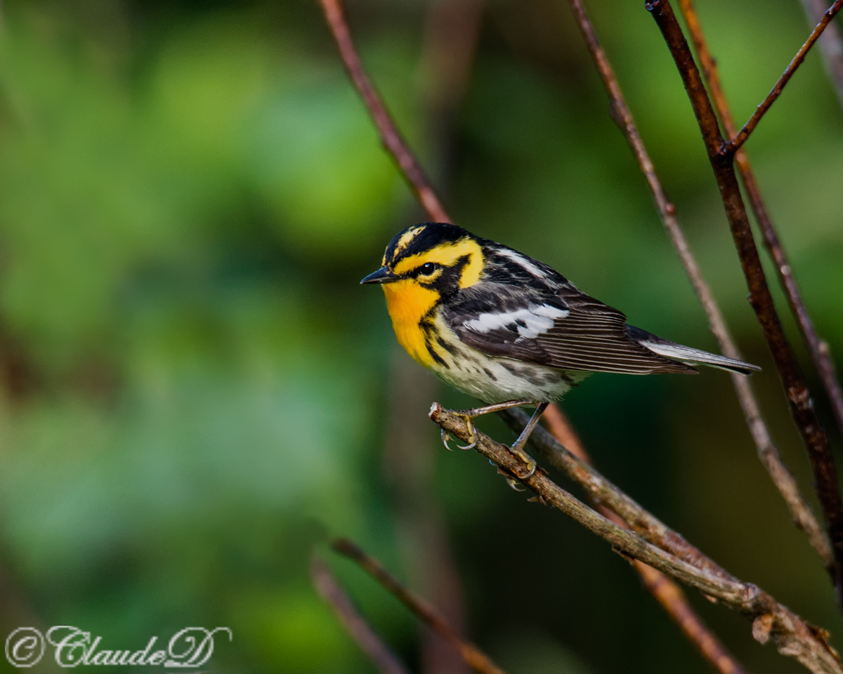 Blackburnian Warbler