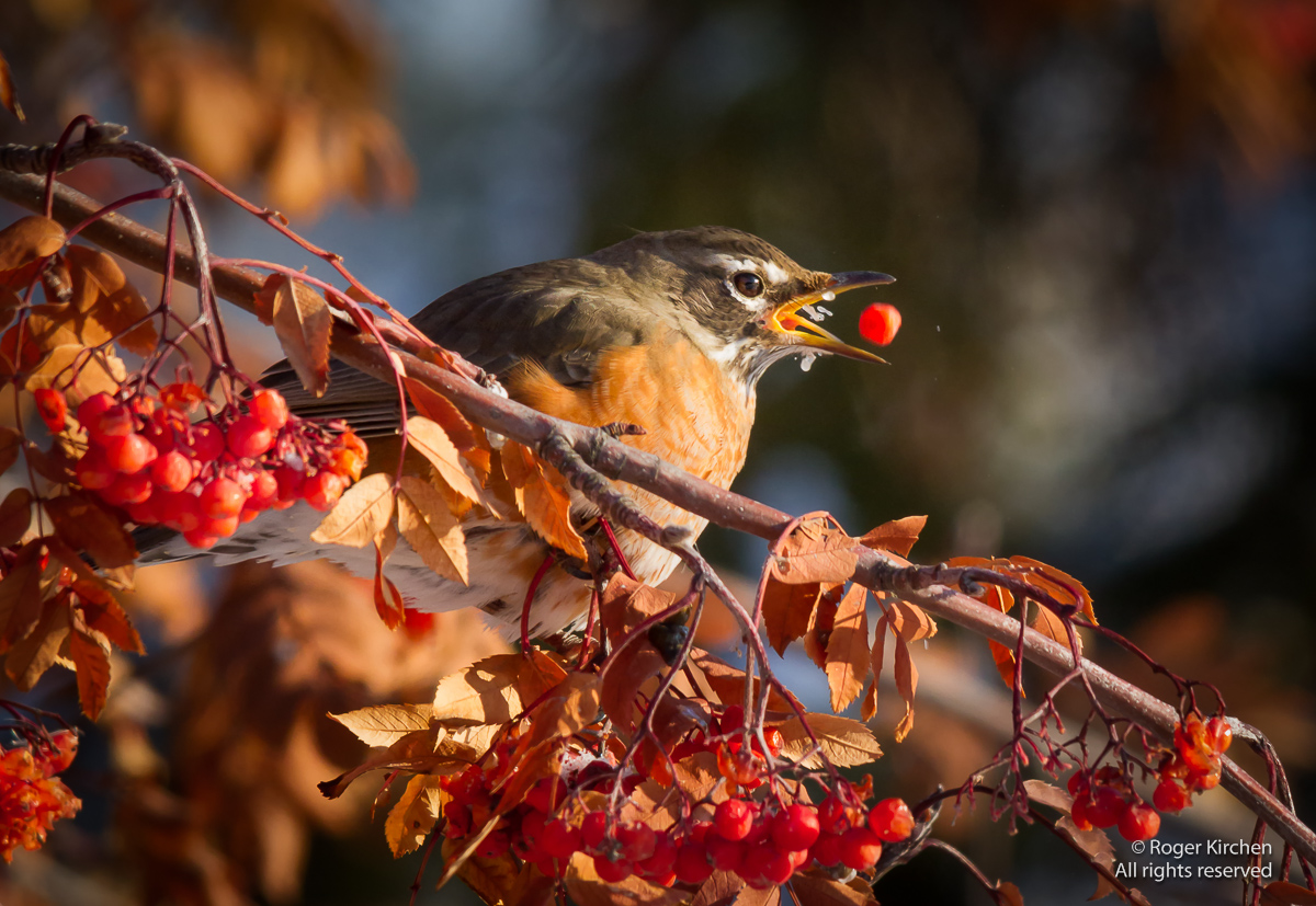 Berry Ejection