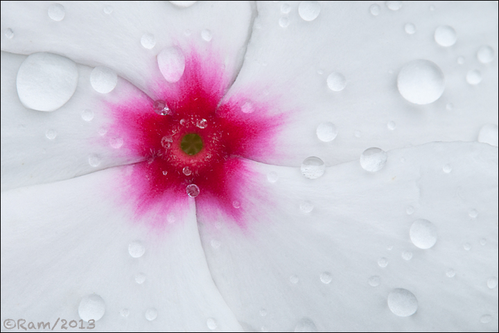 Vinca