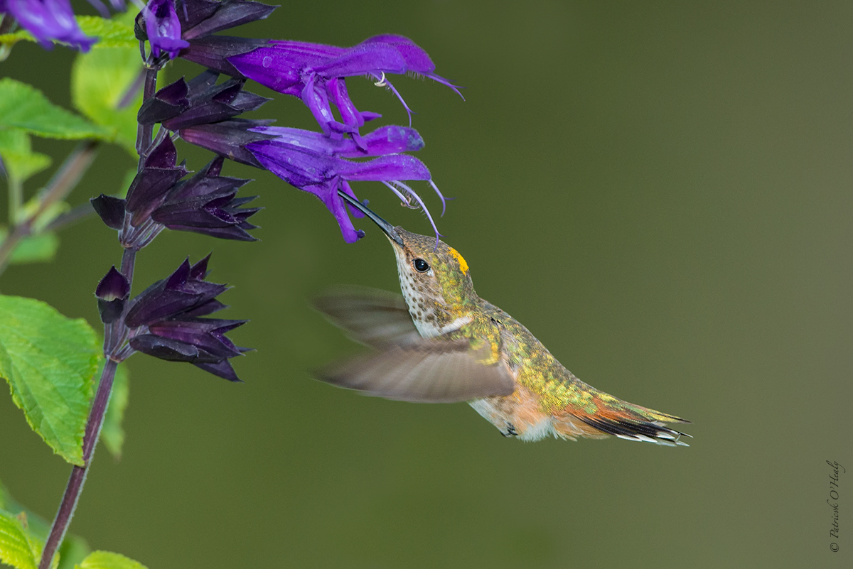 Rufous Hummingbird