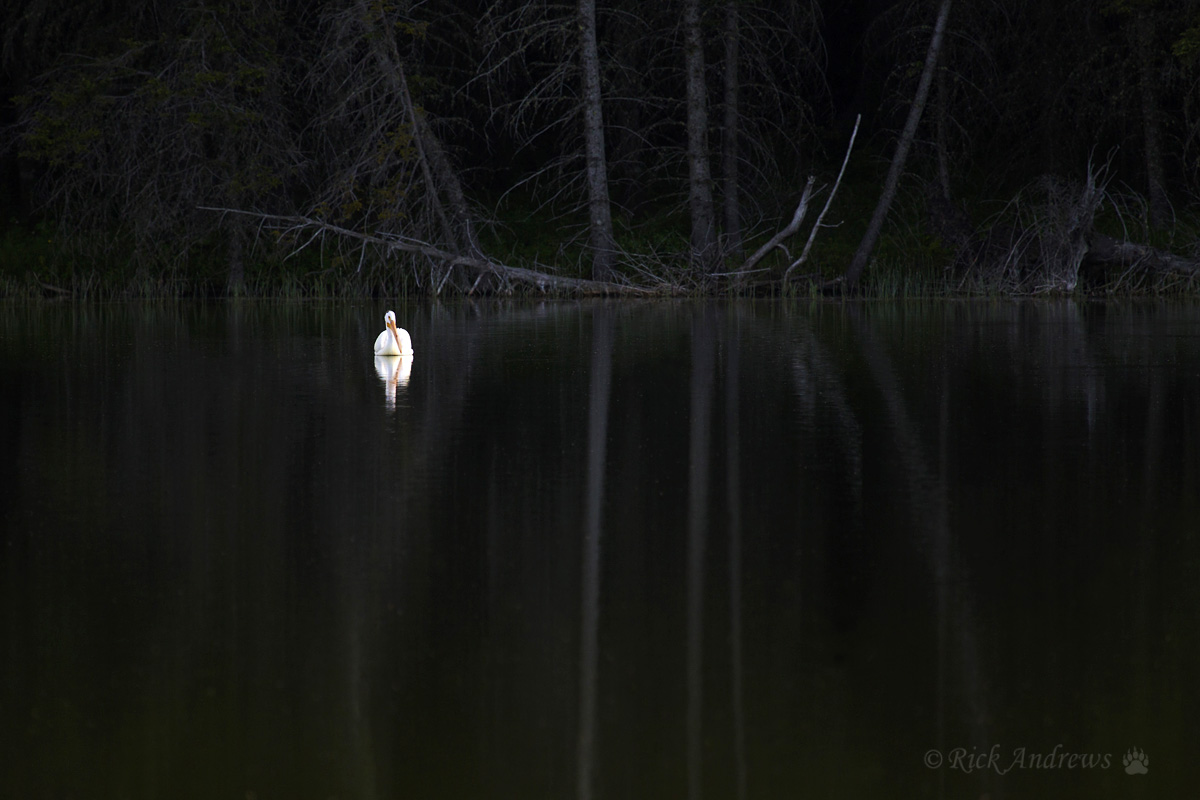Solitary Swimmer