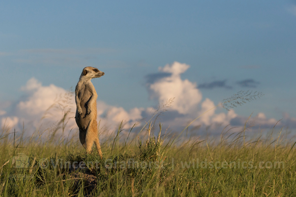 Meerkatscape