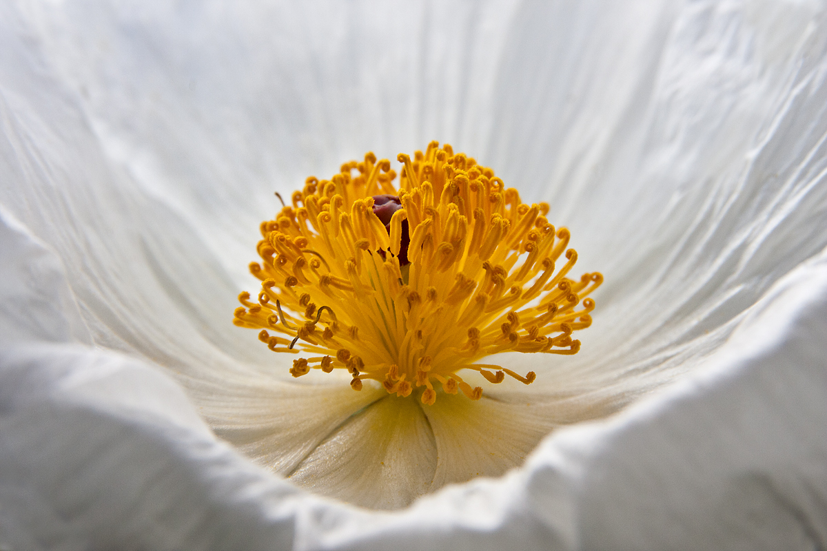 One More Pricklypoppy