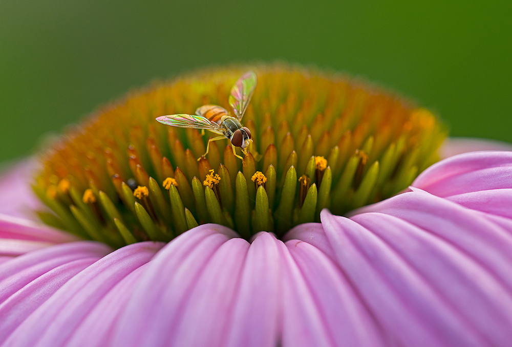My Hoverfly 