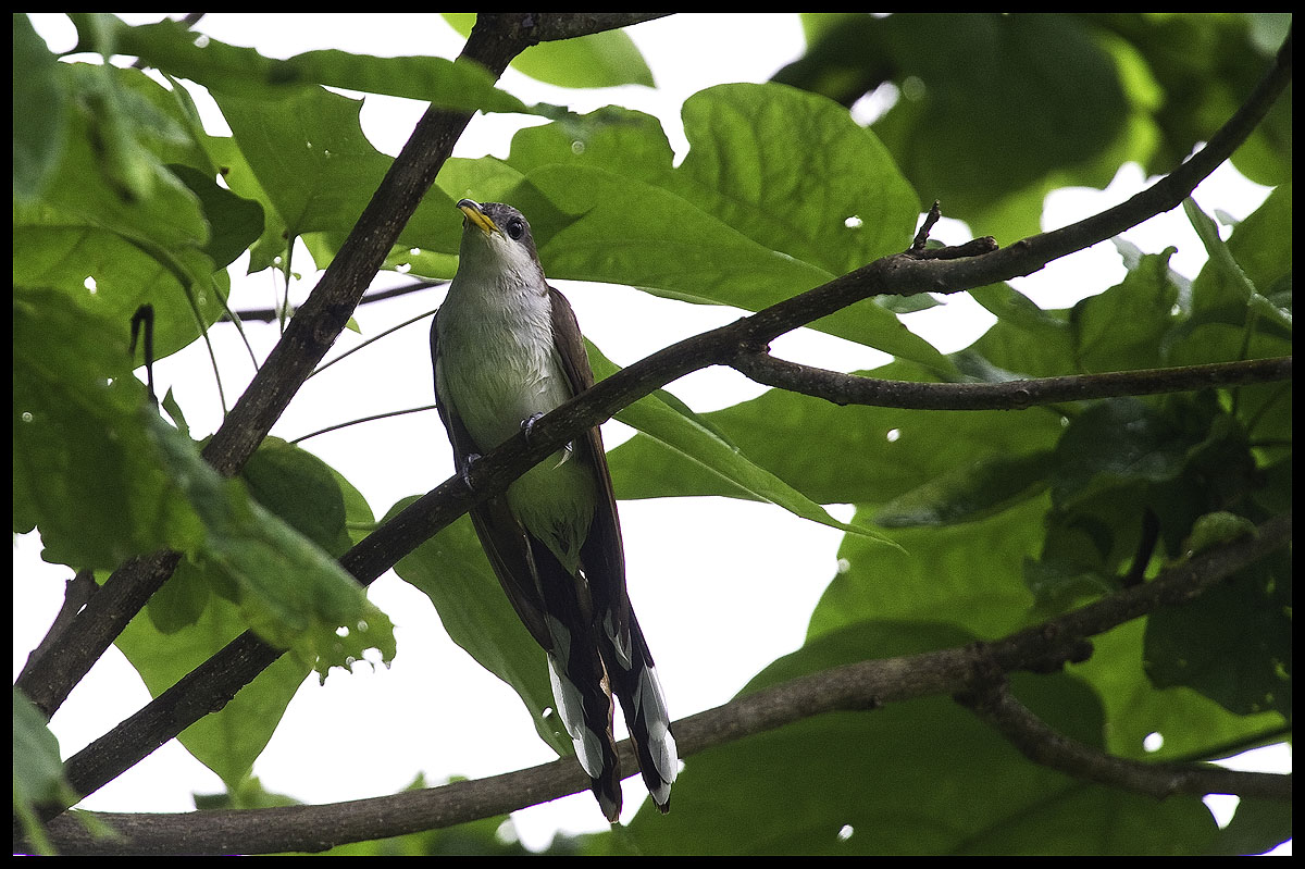 Yellow-billed Cuckoo