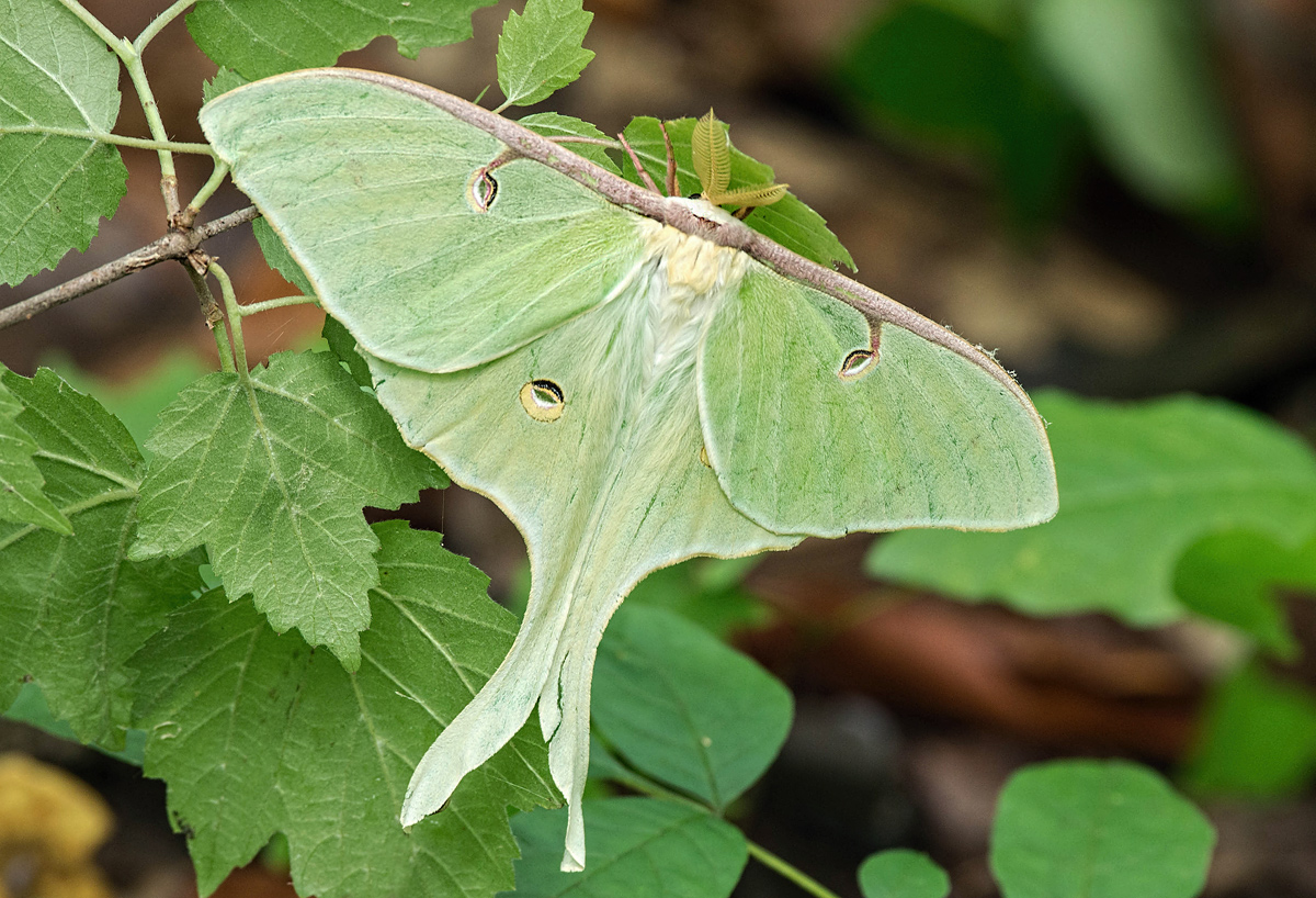 Luna Moth