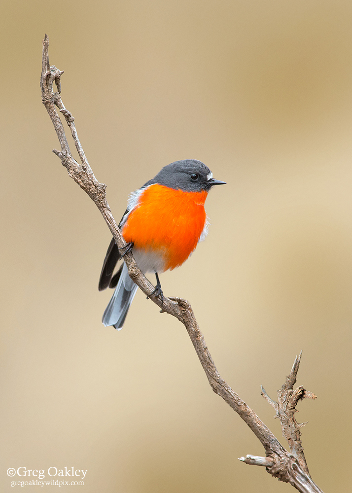 Flame Robin