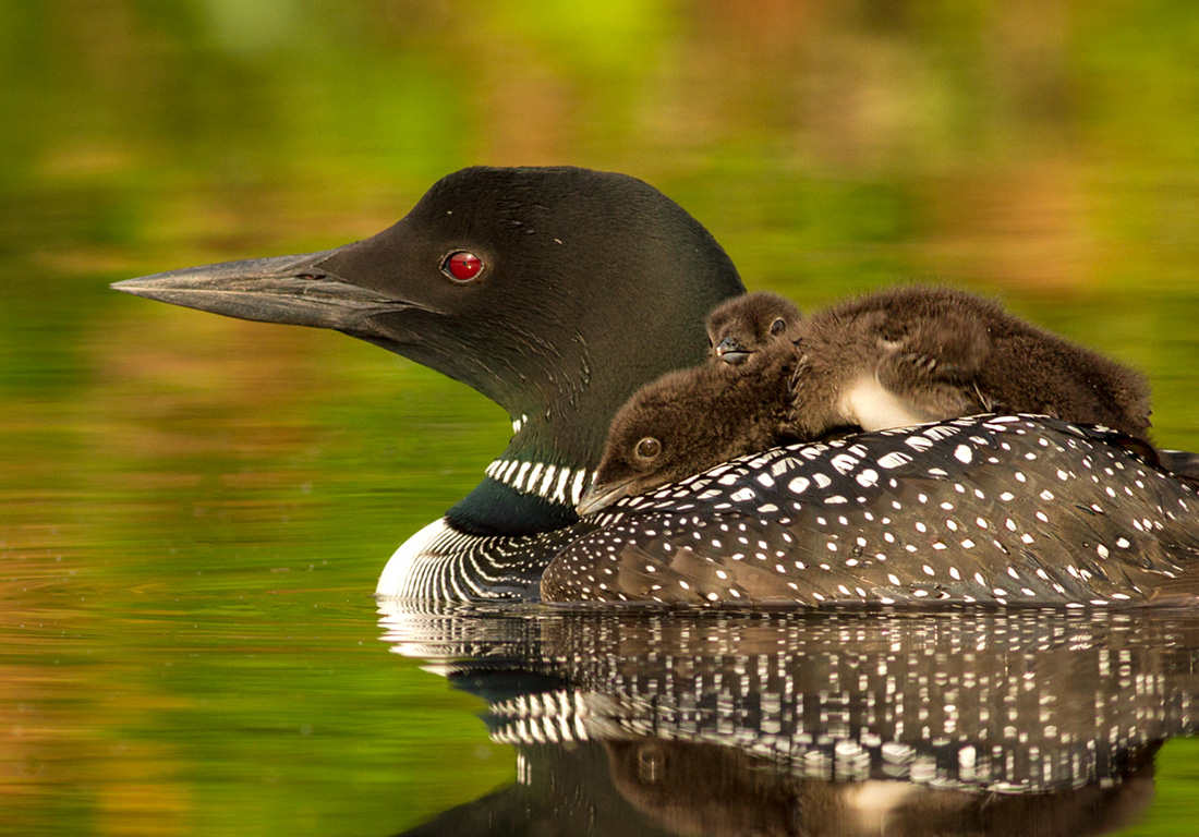 Common Loon with Chicks
