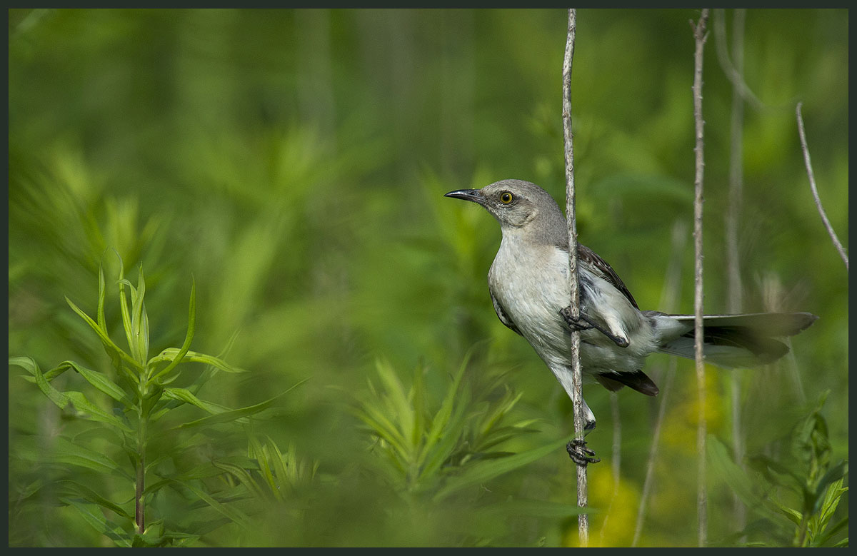 Northern Mockingbird