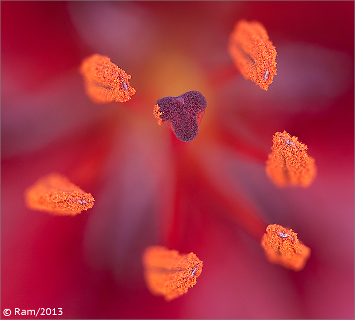 Asiatic Lily