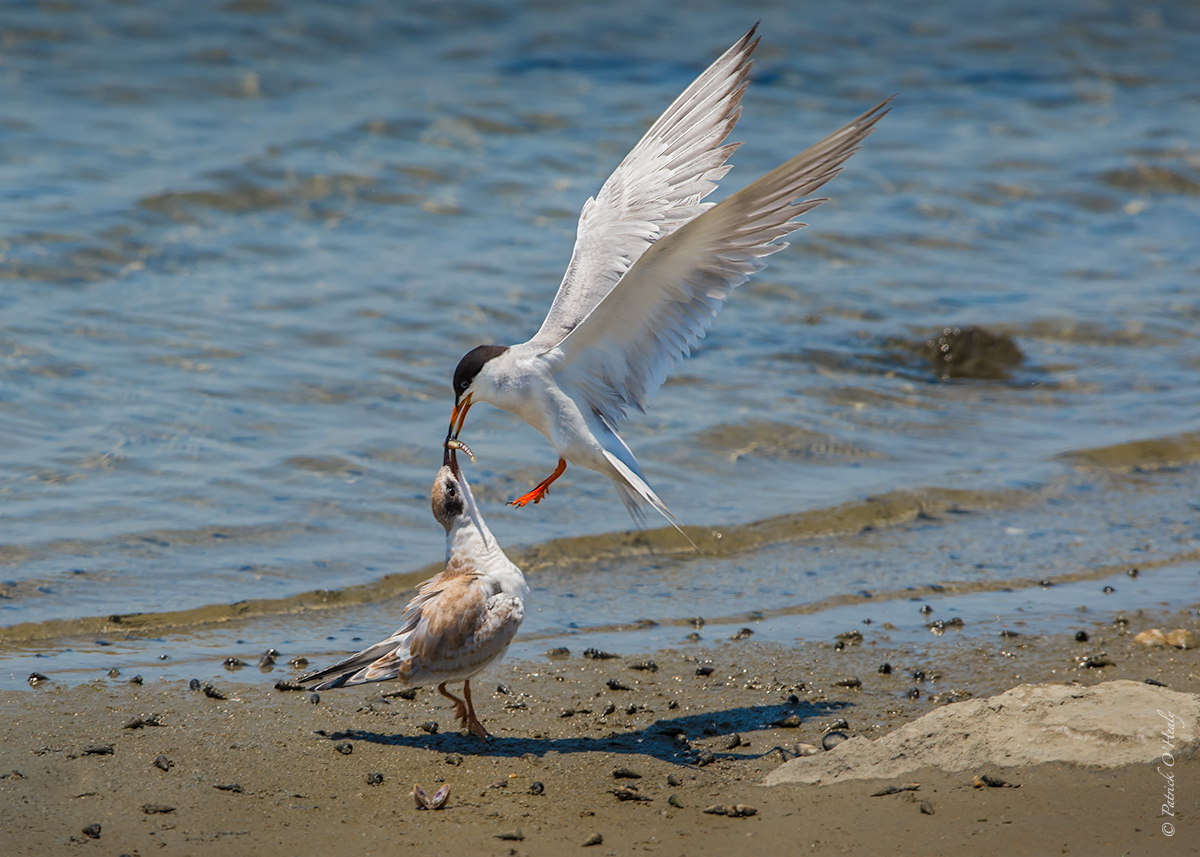 Tern Buffet