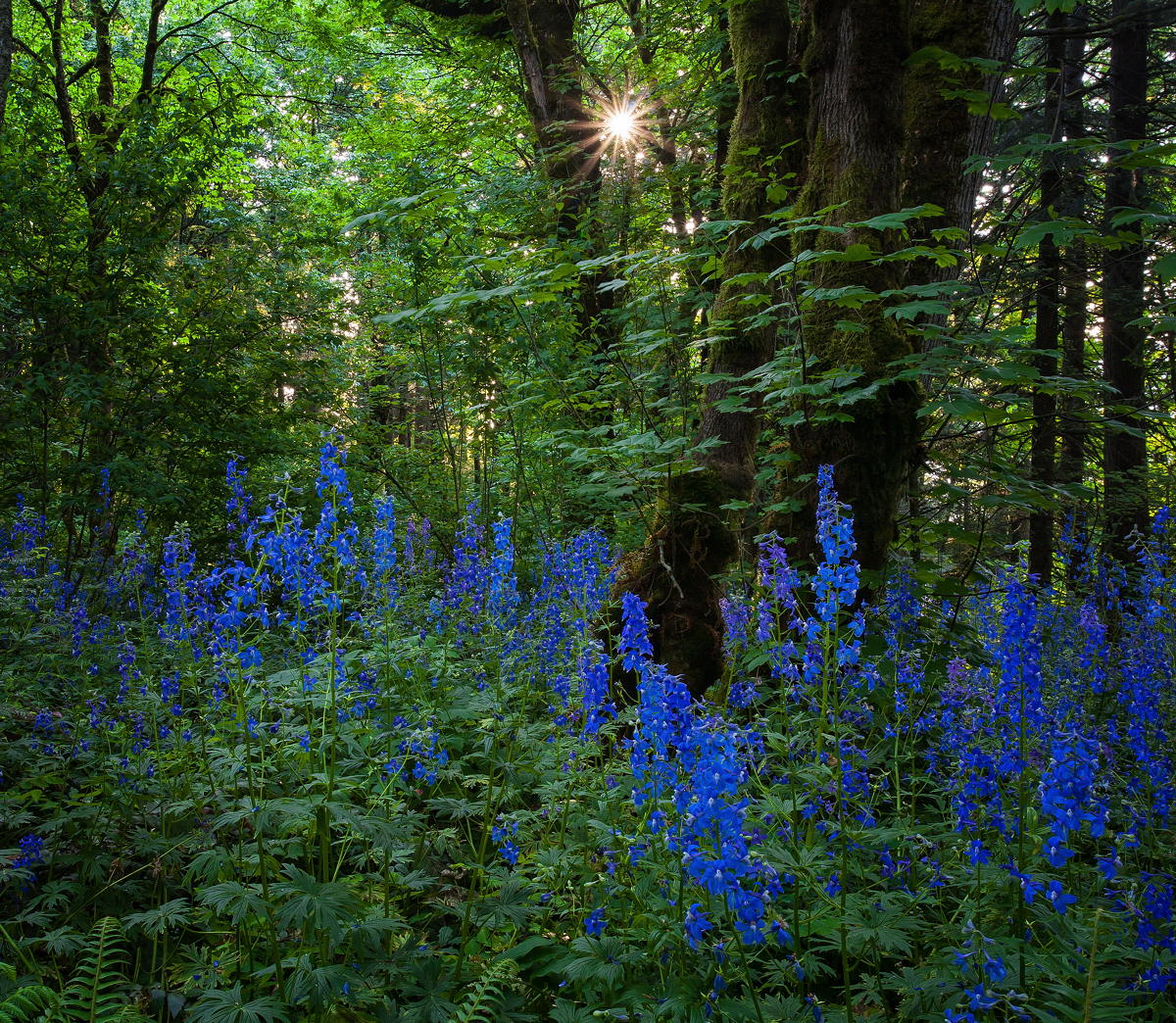 Forest Larkspur