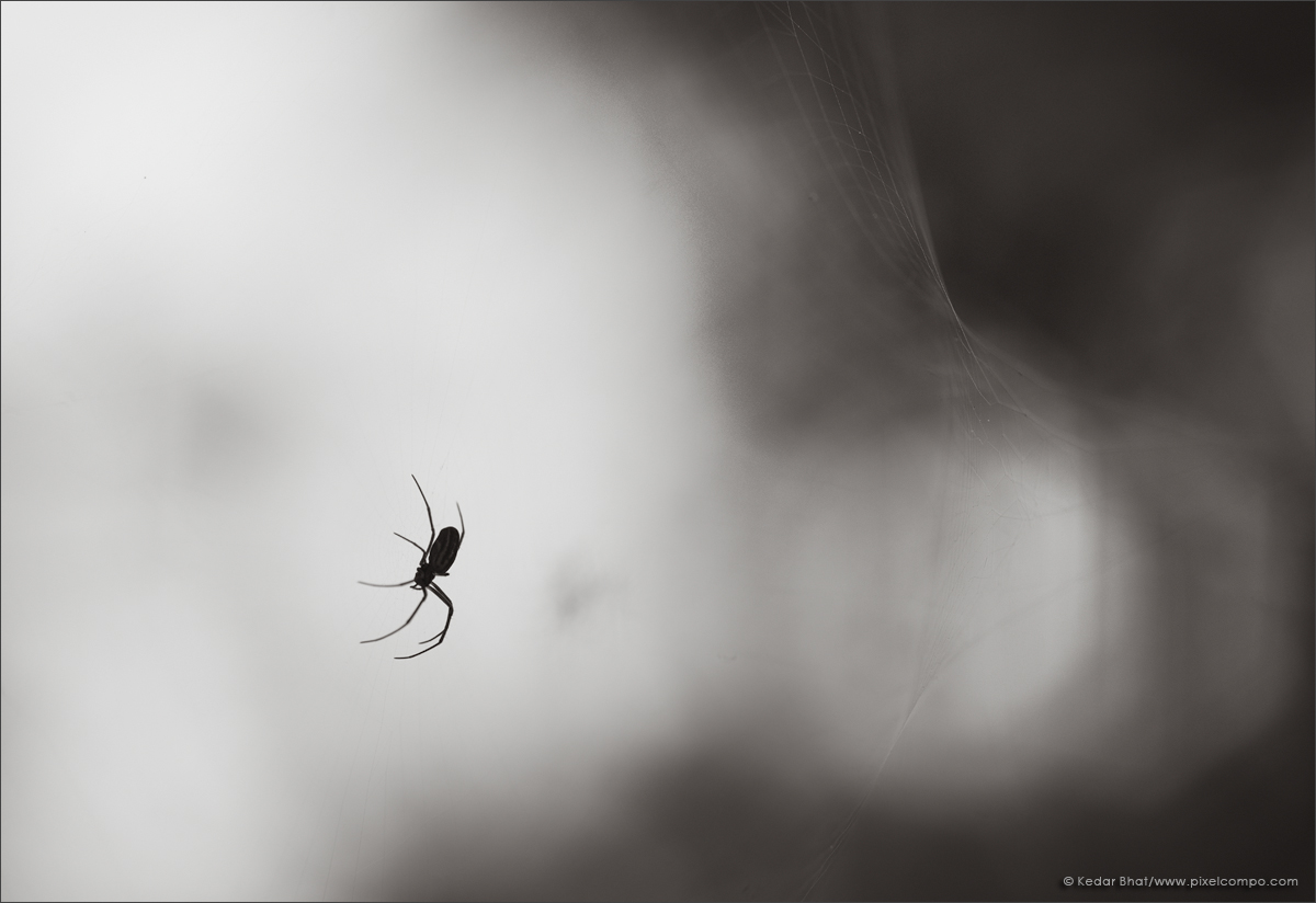 Spider