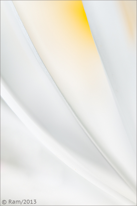 Shasta Daisy