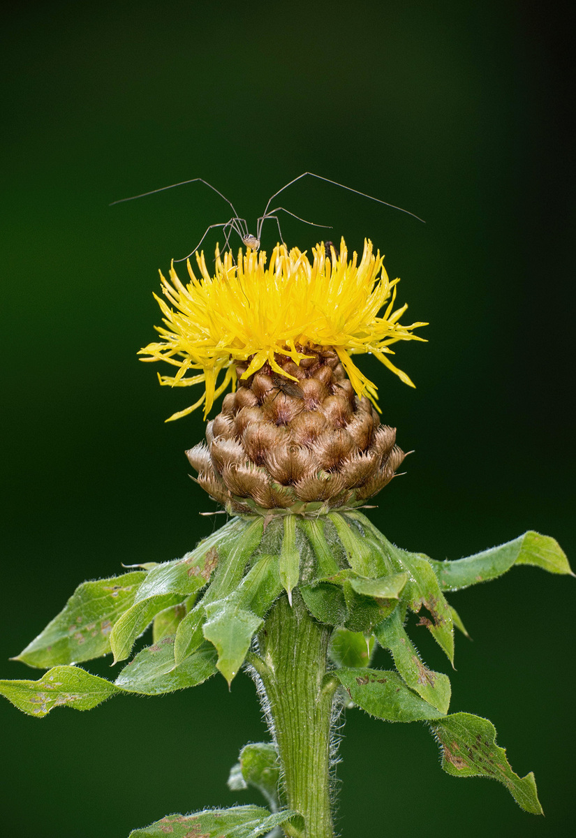 Centaurea with Friends