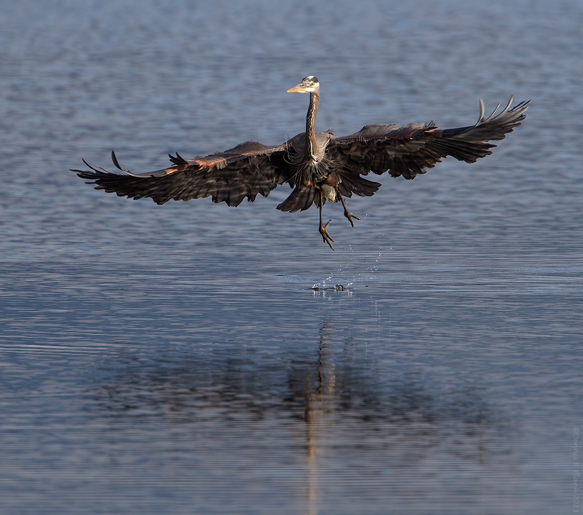 Great Blue Heron