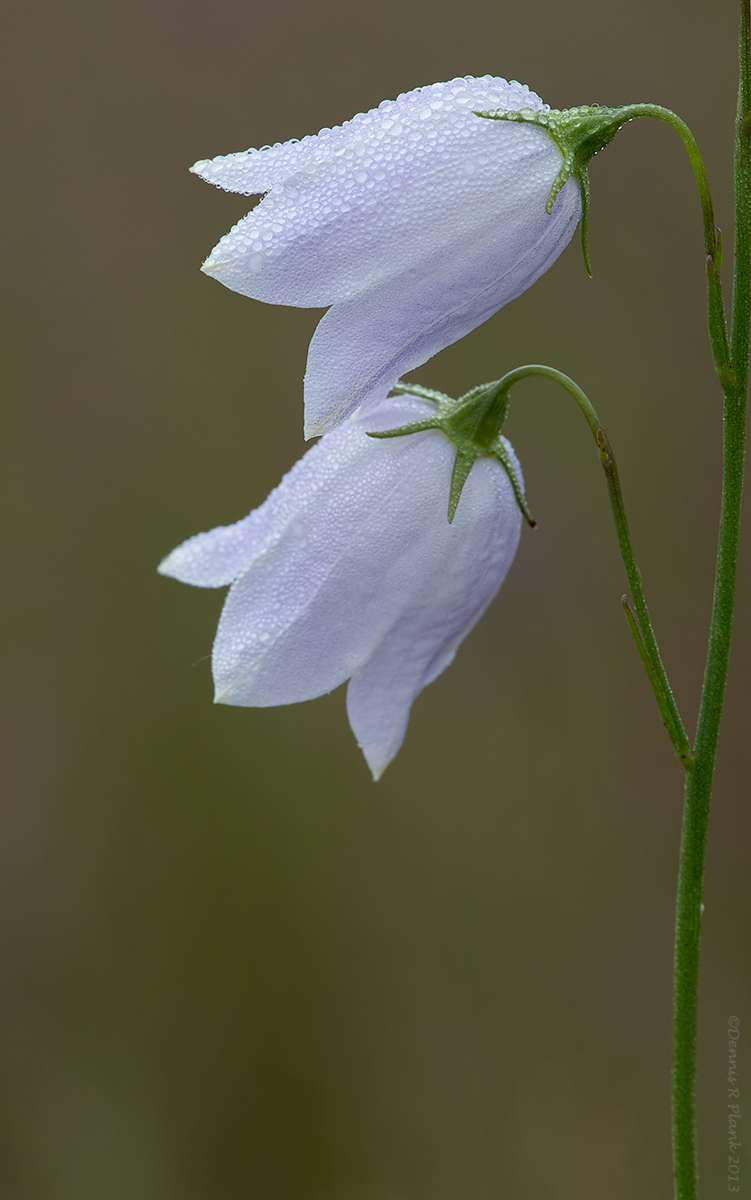 Pale Harebell