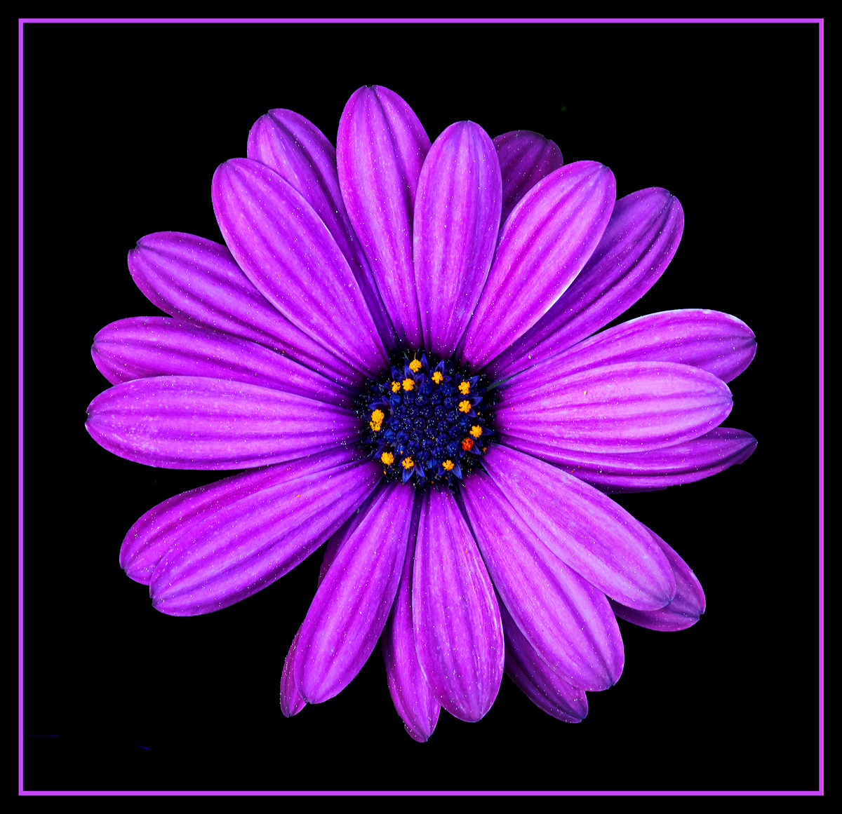 Vivid Beauty