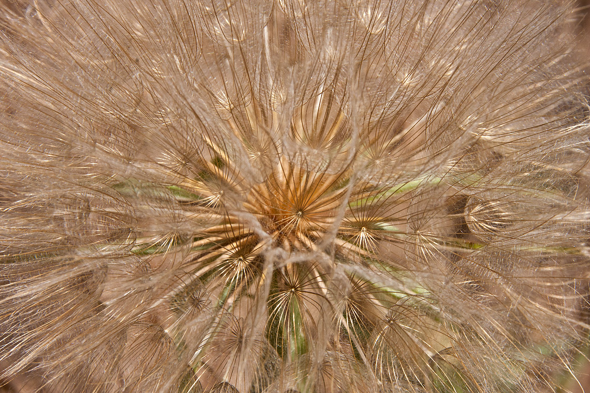 Western Salsify