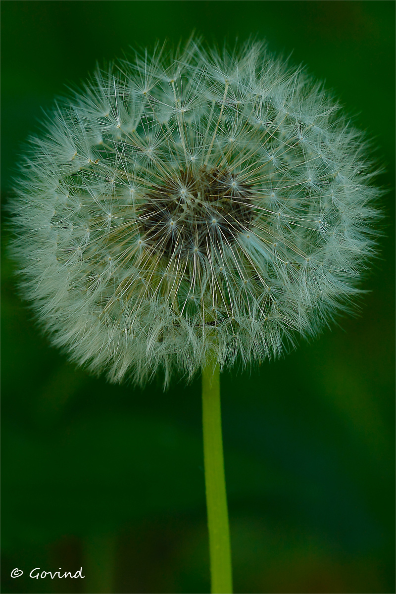 Dandelion + Reposts