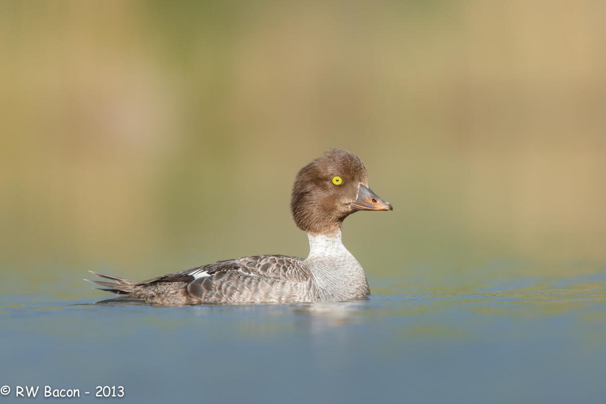GoldenEye