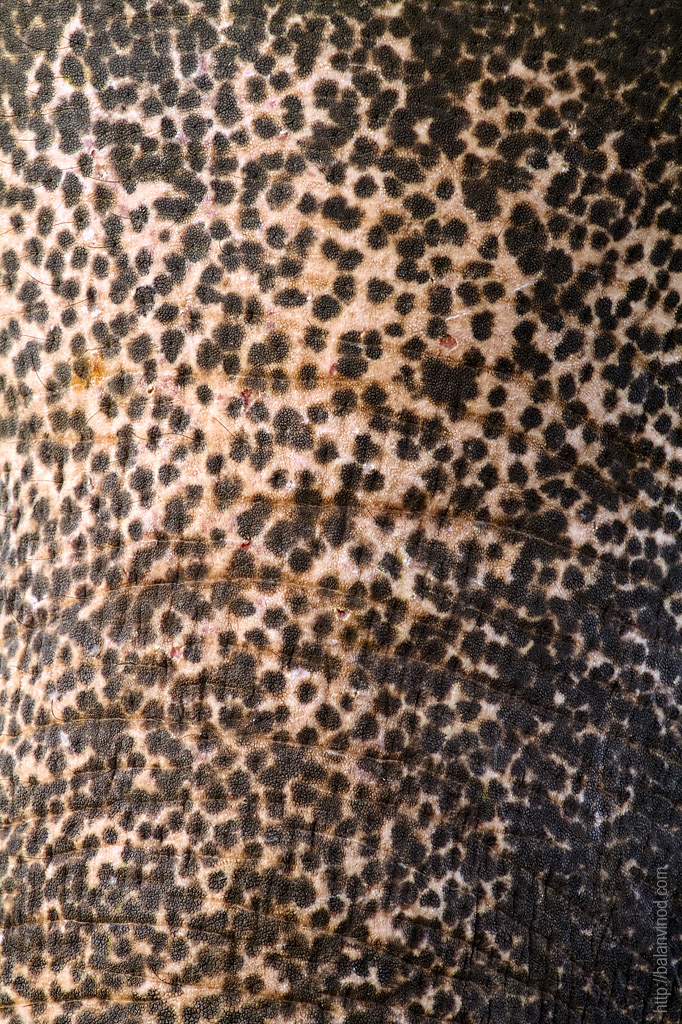 Jumbo Macro