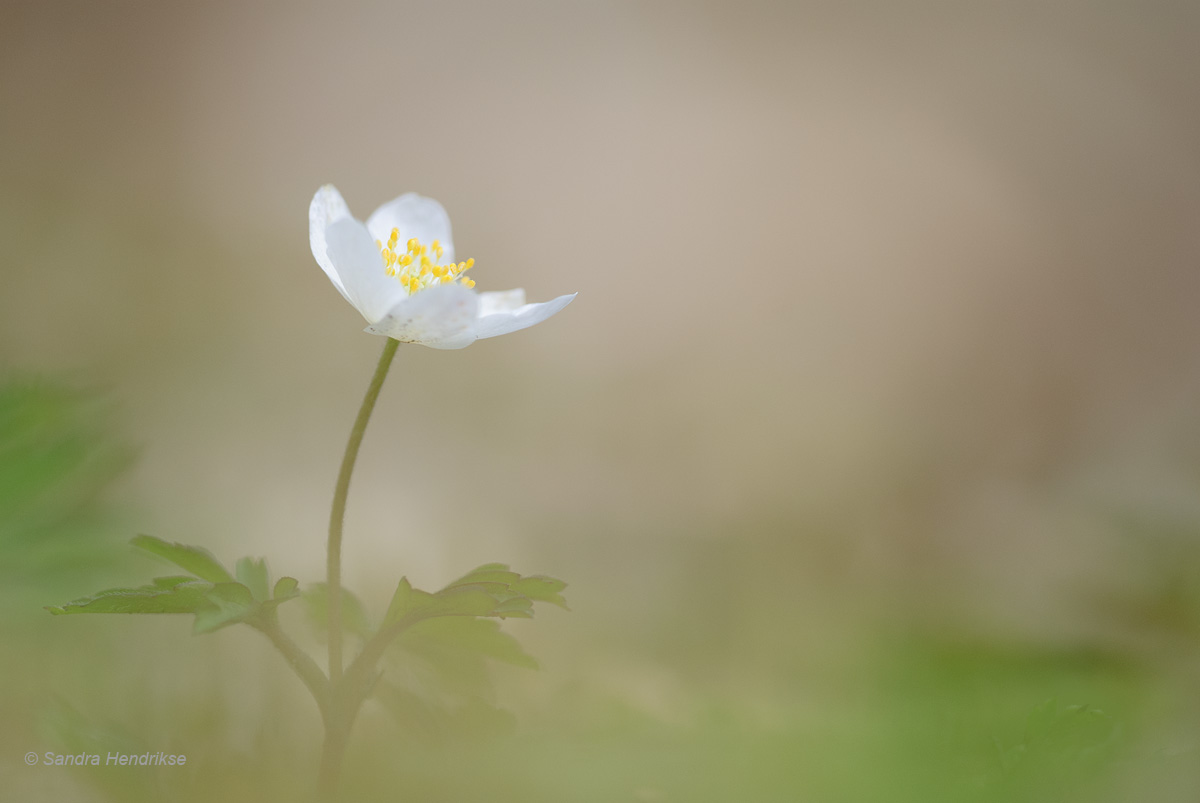 Harbinger of spring