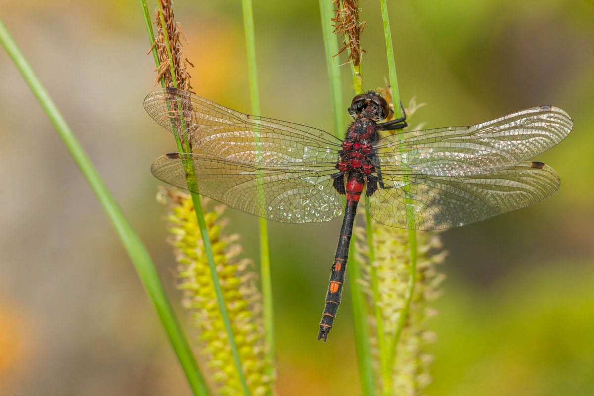 Leucorrhinia dubia